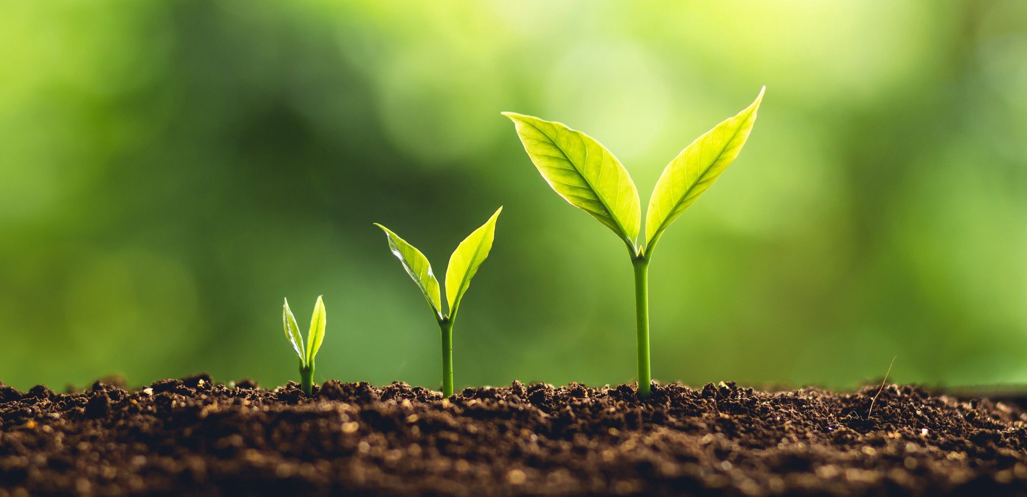 Company Growth